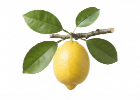 Hnojiva na citrusy